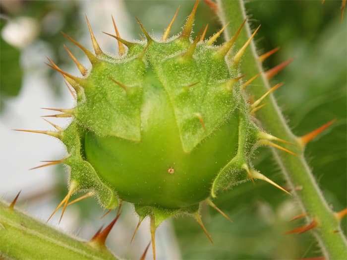 Unilook- maavits, Solanum sisymbriifolium